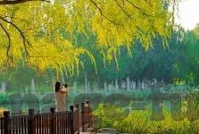 大象传媒大象传媒-探索大象传媒的多元化发展之路
