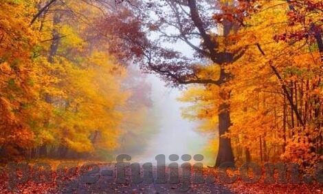 www.糖心vlog-甜蜜绽放，探索www.糖心vlog的每一刻精彩